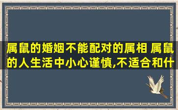 属鼠的婚姻不能配对的属相 属鼠的人生活中小心谨慎,不适合和什么属相的人结婚